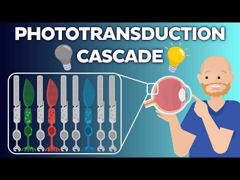 The Phototransduction Cascade Explained (Rods & Rhodopsin)