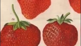 Sabrina Song - Strawberry (lyrics // sub español)