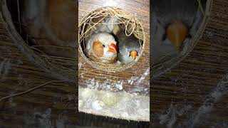 Mutation Finch pair laying down eggs🥚🥚🥚🥚🥚
