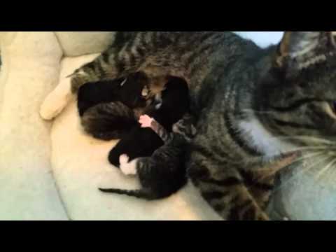 Lipstick & Her Newborn Kittens