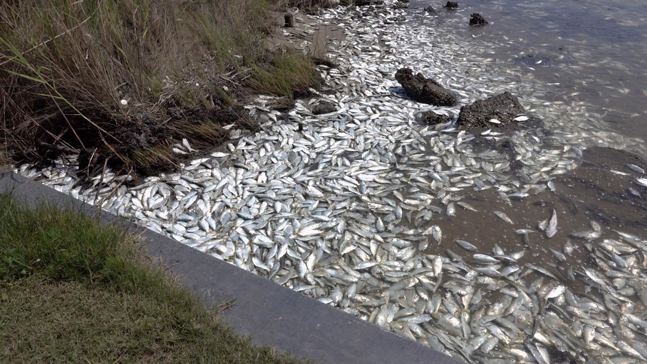 Video Shows Thousands Of Dead Fish Wash Up On River Bank In Matagorda