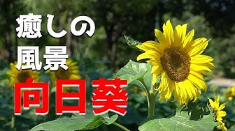 癒しの風景 Youtube