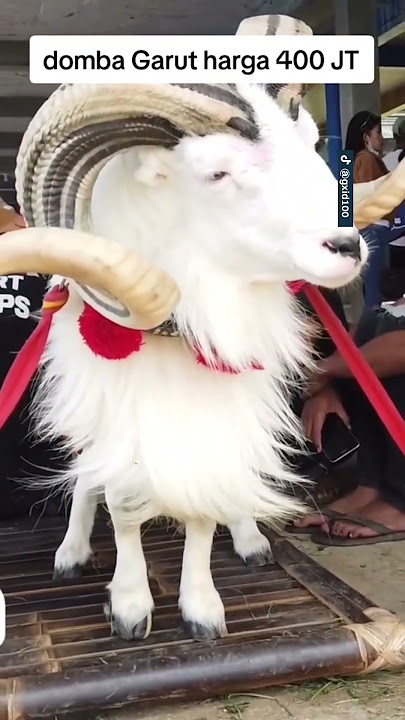 Domba Garut 400 juta? #shorts #shortsvideo #dombagarut #domba #garut