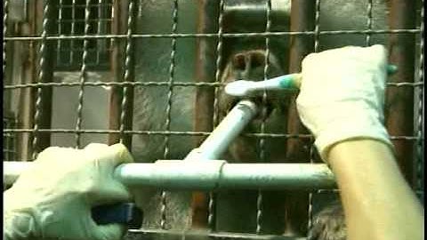 Baboons Benefit From Operant Conditioning