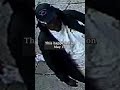Woman, man wanted for violently robbing man of his shoes in Morris Heights