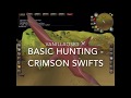 Crimson Swift OSRS Beginner Hunting Guide