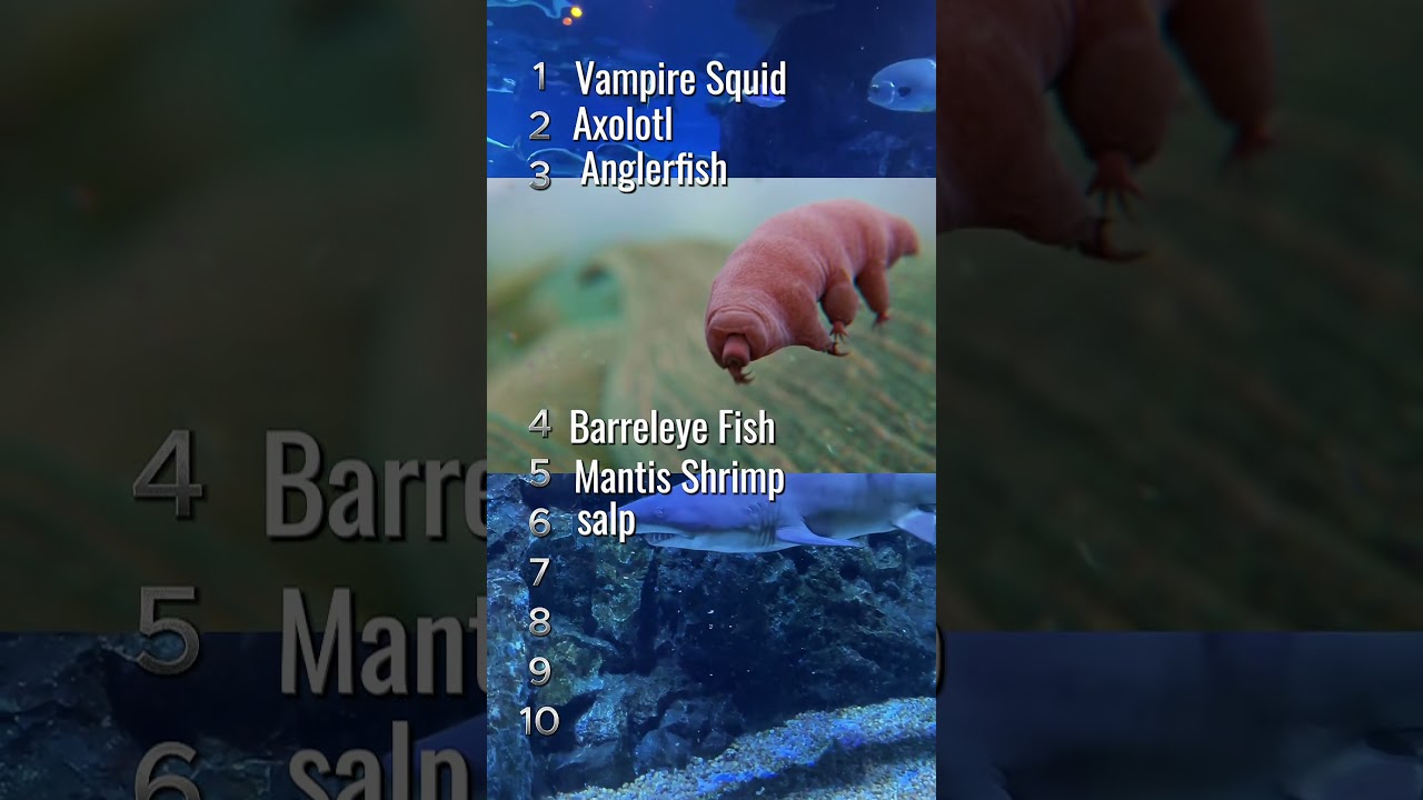 🌊 Can You Guess These Fascinating Sea Creatures 🐙🦑