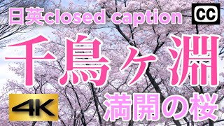 【4K】日英CC字幕 千鳥ヶ淵 2025年の桜鑑賞もココで決まり！満開の桜  SAKURA in Chidoriga-fuchi,  EDO Castle, imperial palace Tokyo