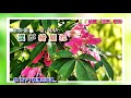 大阪のおんな  小村 美貴 さん 字義版