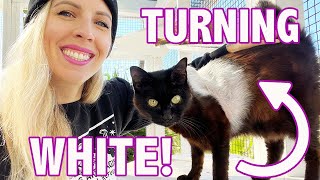 My Black Cat's Fur Turned WHITE (PostRadiation!)