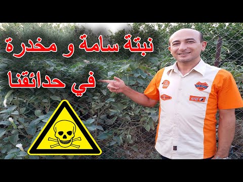 فيديو: أصناف Shooting Star: ما هي الأنواع المختلفة من زهور Dodecatheon