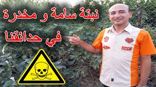 نبتة سامة جداً و مخدرة موجودة في حدائقنا الداتورا, Poisonous Datura Plant