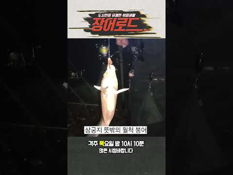 말지렁이 먹고 나온 <strong>월척</strong> 붕어!