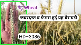 गेहूं वैरायटीHD3086 रोग प्रतिरोधी व उपज ज्यादा सभी क्षेत्रों के लिए अनुकूलVariety of Very Good Wheat