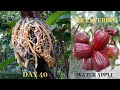 Water Apple (Jambu) Air Layering Propagation - How To Air Layer Water Apple Trees