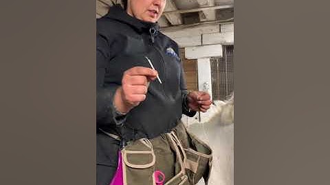 How To Braid Your Horse - Button Braids