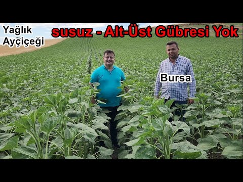 Karacabey - Kurak Arazide  Ayçiçeği Sıvı Yaprak Gübresi Uygulaması -Taban Gübresi ve Üst Gübresi Yok