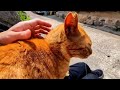 もーれつアピール茶トラさん