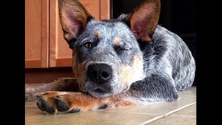 Dog Tricks! | Blue Heeler Puppy Showing Off Some Smarts