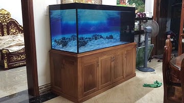 Hồ cá rồng thi công nhà anh Hiếu Biên Hoà