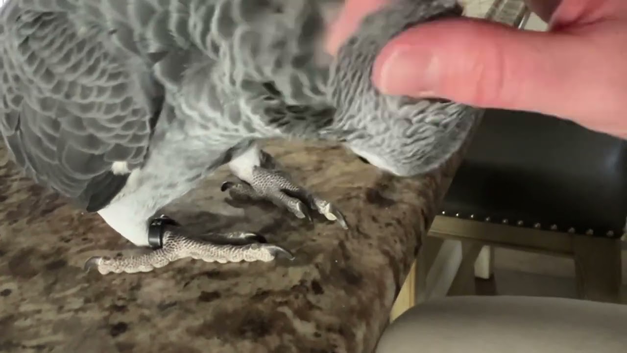 Oliver the African Grey enjoying his rubs