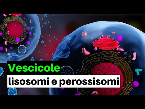 Vescicole, lisosomi e perossisomi: caratteristiche e funzioni