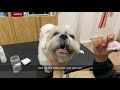 Tutorial: Cleaning your Dog&#39;s Eyes