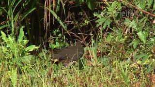 Weißbrust-Kielralle  in Sabah, Borneo White-Breasted Waterhen