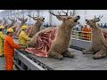 Have You Ever Seen? How Billionaire Mercedes Maybach $800,000 Car Seats Are Made From Deer Leather?