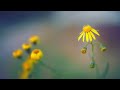 ~  花  ~ ペギー葉山