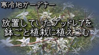 【ブッドレアを鉢ごと植栽に植えこむ】寒冷地　半地植え　穴掘り　樹木　【2023-4】