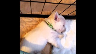 Pupdate! Westies are 5 Weeks Old! Change of Scenery! #westie #westhighlandwhiteterrier #puppies
Pourage Posse Paints and Artwork on Etsy
https://www.etsy.com/shop/ChristinaWelchArt
We now have a wish list. If youd like to send us supplies, check out this link
https://www.amazon.com/gp/registry/wishlist/RJ1ZPB8ZYNAJ/ref=bnav_topnav_lists_1?fbclid=IwAR1llTiVP3PEgQI76f8qxtUTLxyDIZe2Rn5bfcSYQ0C897toS3nJGHVjwmo
If you are interested in purchasing my paint, email me at christinawelchart@yahoo.com or join our group Pourage Posse with Christina Welch for more info.
Paint Mixing Tutorial : https://youtu.be/ADiYG0JgGLI
Base Paint Mixing Tutorial : https://www.youtube.com/watch?v=XD7EHvPv5Jg
Shop for supplies on Amazon : https://www.amazon.com/shop/christinawelch
You can help support my channel by doing any of the following:
*Like my video
*Leave a comment
*Share on your social media
*Subscribe to my channel and hit the notification bell to get updates
Recommended Resin - StoneCoat Art Coat or Countertop Epoxy - http://www.stonecoatcountertops.com?aff=15
Want to sponsor my channel? I use these tips for supplies https://www.paypal.me/SweetTStudio
Visit my Etsy shop : https://www.etsy.com/shop/ChristinaWelchArt
Pourage Posse Facebook Group : https://www.facebook.com/groups/306126270227136/
Christina Welch Art on Facebook: https://www.facebook.com/Christina-Welch-Art-1911743505742760/
Instagram: https://www.instagram.com/cwelchart/
Music - Epidemic Sound
Bensound
Soho Urban Artist Acrylics http://bit.ly/2InhwNj
Lukas Cryl Studio Acrylics http://bit.ly/2IAa5Sd
Turner Acryl Gouache http://bit.ly/2Ggggbk
Creative Inspirations Acrylic http://bit.ly/2KIAnEt
DaVinci Pro Birch http://bit.ly/2XiRRZr
Have questions or ideas? Email me christinawelchart@yahoo.com
New Merchandise with our LOGO! : https://teespring.com/stores/pourage-posse
Order stuff with my prints! : https://www.redbubble.com/people/kizzie520?asc=u
#cwelchart #christinawelchart #abstractart #acrylicpaint #fluidart #acrylicpouring #acrylicpainting
***Please be cautious while doing acrylic pouring or resin pouring. Perform in a well ventilated area, wear a respirator, have a fire extinguisher next to you and just have fun!!
**Affiliate Disclaimer** I do get a small commission from the links I have provided. This helps me to keep the channel running at no cost to my subscribers.
**Amazon Affiliate Disclaimer. While I only recommend products I believe in - I may earn a small commission for my endorsement, recommendation, testimonial, and/or link to any products or services from this website. Your purchase helps support my work in bringing you real information about Art and associated materials. I am a participant in the Amazon Services LLC Associates Program, an affiliate advertising program designed to provide a means for me to earn fees by linking to Amazon.com and affiliated sites. Pupdate! Westies are 5 Weeks Old! Change of Scenery! #westie #westhighlandwhiteterrier #puppies