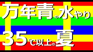 【35℃を超えるときの暑さと水やり】お棚環境、用土、鉢のサイズで違いますが、乾かし気味の方が失敗しにくい　私たちの水をやるときのポイントについて【万年青の豊明園】Rohdea japonica