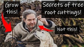 The secrets of propagating trees from root cuttings - super easy!