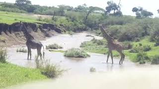 Giraffes Crossing Crocodile Infested River
