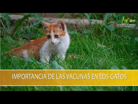 Video: ¿Por qué los gatos de interior necesitan vacunas?