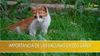 Importancia de las Vacunas en los Gatos TvAgro por Juan Gonzalo Angel Restrepo
