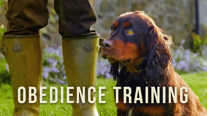 Young Dogs With Retrieving Issues & HOW TO Fix Them