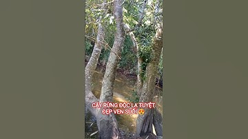 CÂY RỪNG ĐỘC LẠ TUYỆT ĐẸP VEN SUỐI THÁC TRÊN TÂY NGUYÊN