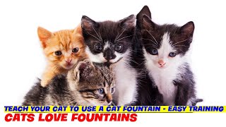 Teach Your Cat to Use a Cat Fountain  Easy Training Tips!