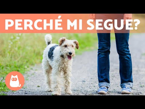 Video: 9 motivi per cui il tuo cane amerà sempre