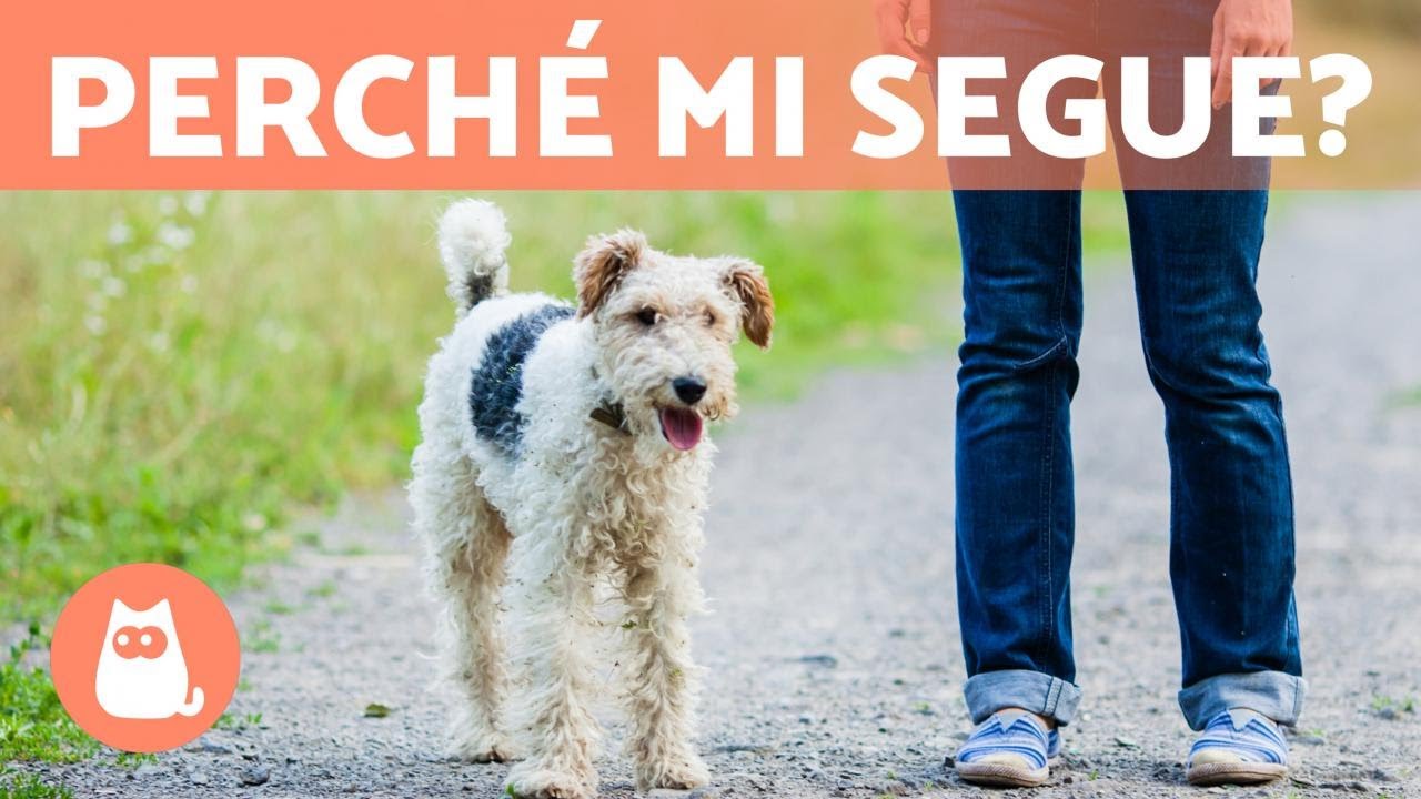 Perché il mio cane mi segue ovunque? 🐶🐾 (5 motivi) YouTube
