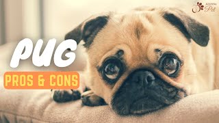 Pug: The Pros and Cons of this Dog Breed