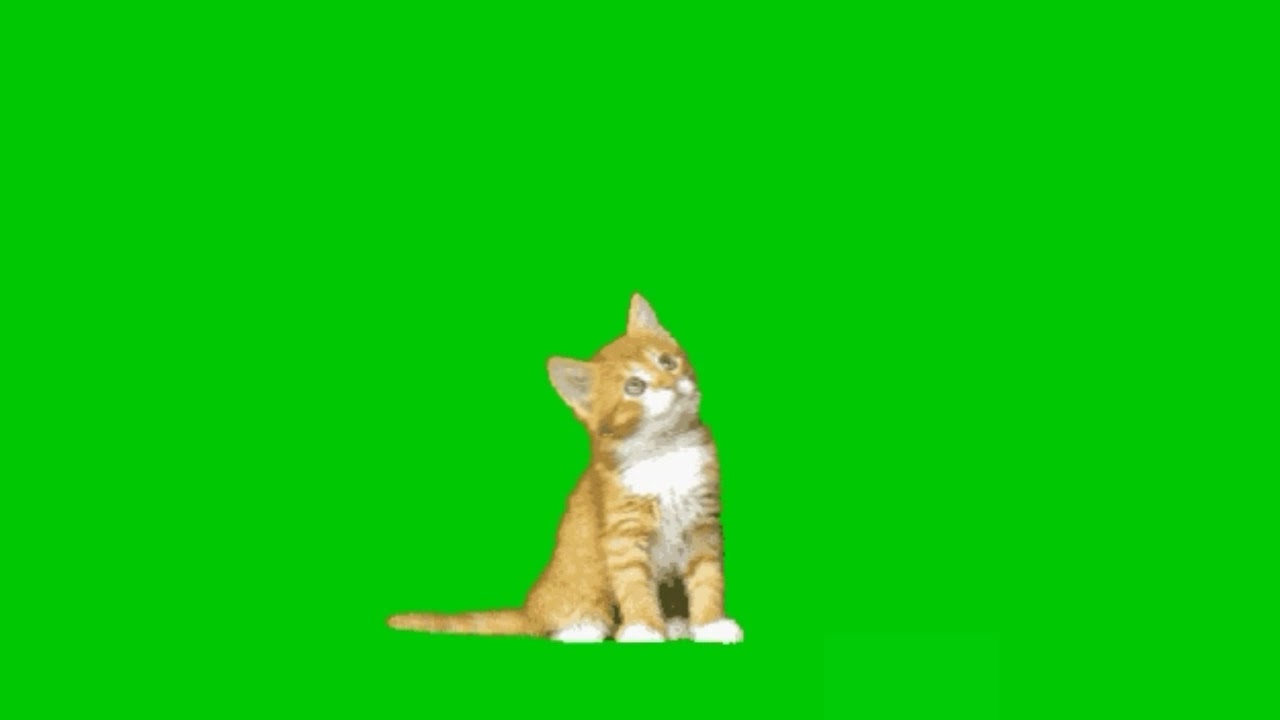 Green screen cute cat. A MUST WATCH fx effect. - YouTube