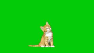 Green screen cute cat. A MUST WATCH fx effect.