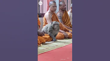 This wild monkey calmly meditates with monks in Thailand | USA TODAY #Shorts