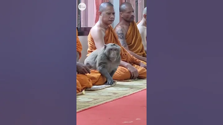 This wild monkey calmly meditates with monks in Thailand | USA TODAY #Shorts - DayDayNews