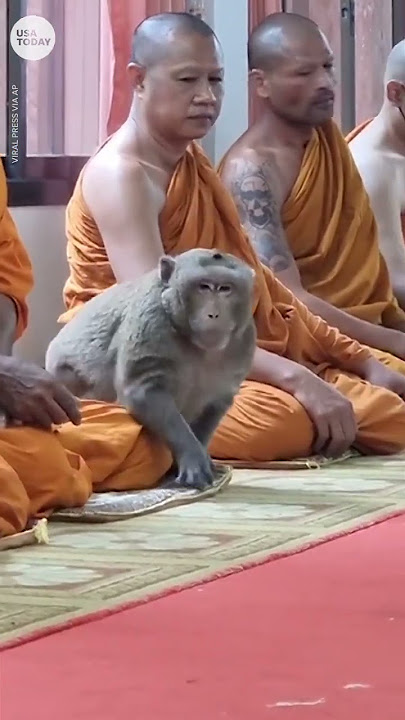 This wild monkey calmly meditates with monks in Thailand | USA TODAY #Shorts