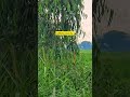 20x zoom test s25 ultra🤫#youtubeshort#viralvideo #ytshorts#s25ultra#zooming#s24ultravsiphone17zoom