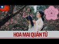 Đài Loan: Hoa mai phương Nam - Biểu tượng quốc gia #6